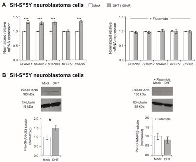 Sex Hormones Regulate SHANK Expression